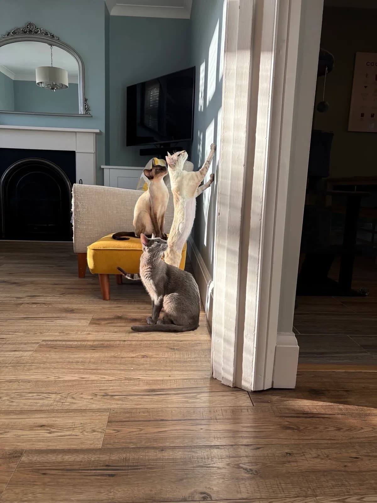 Nova, Ollie & Clover testimonal