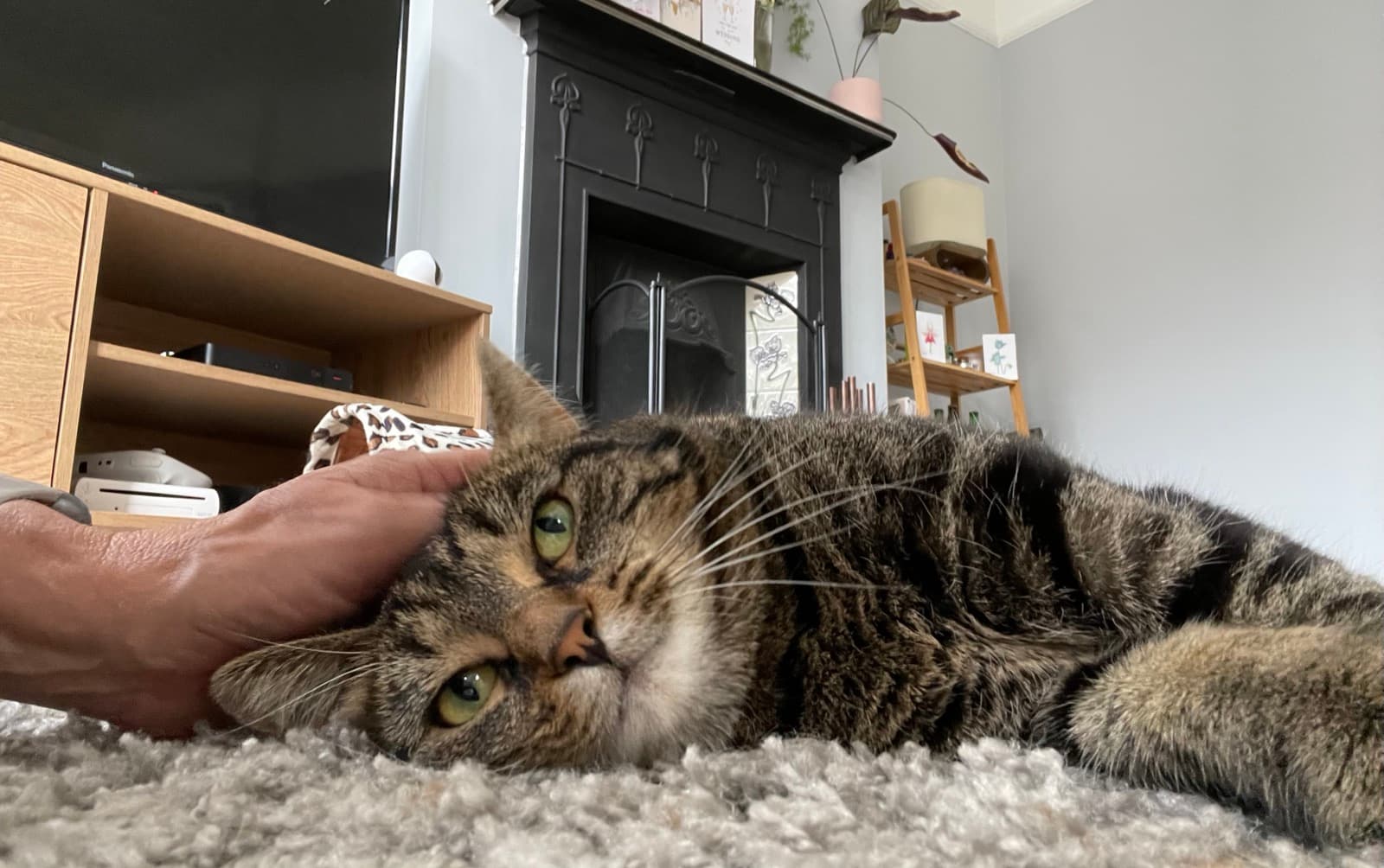 Cat memory picture