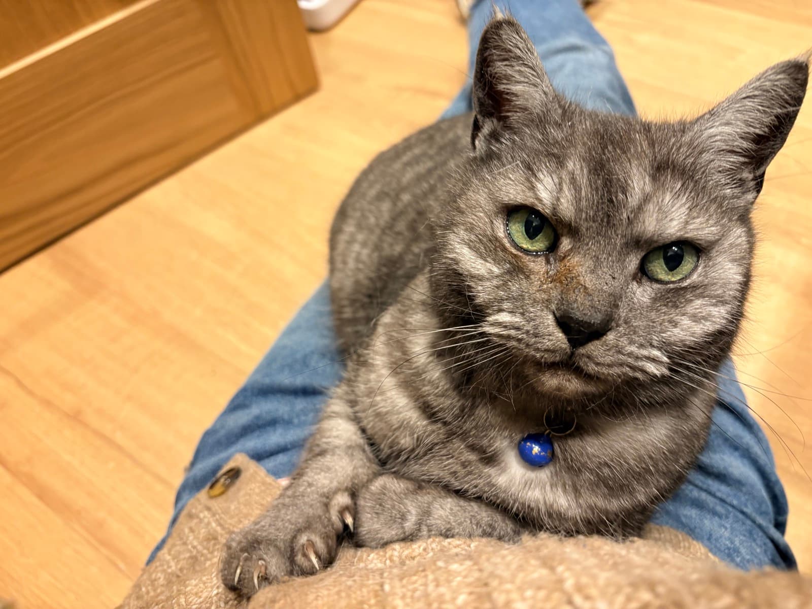 Cat memory picture