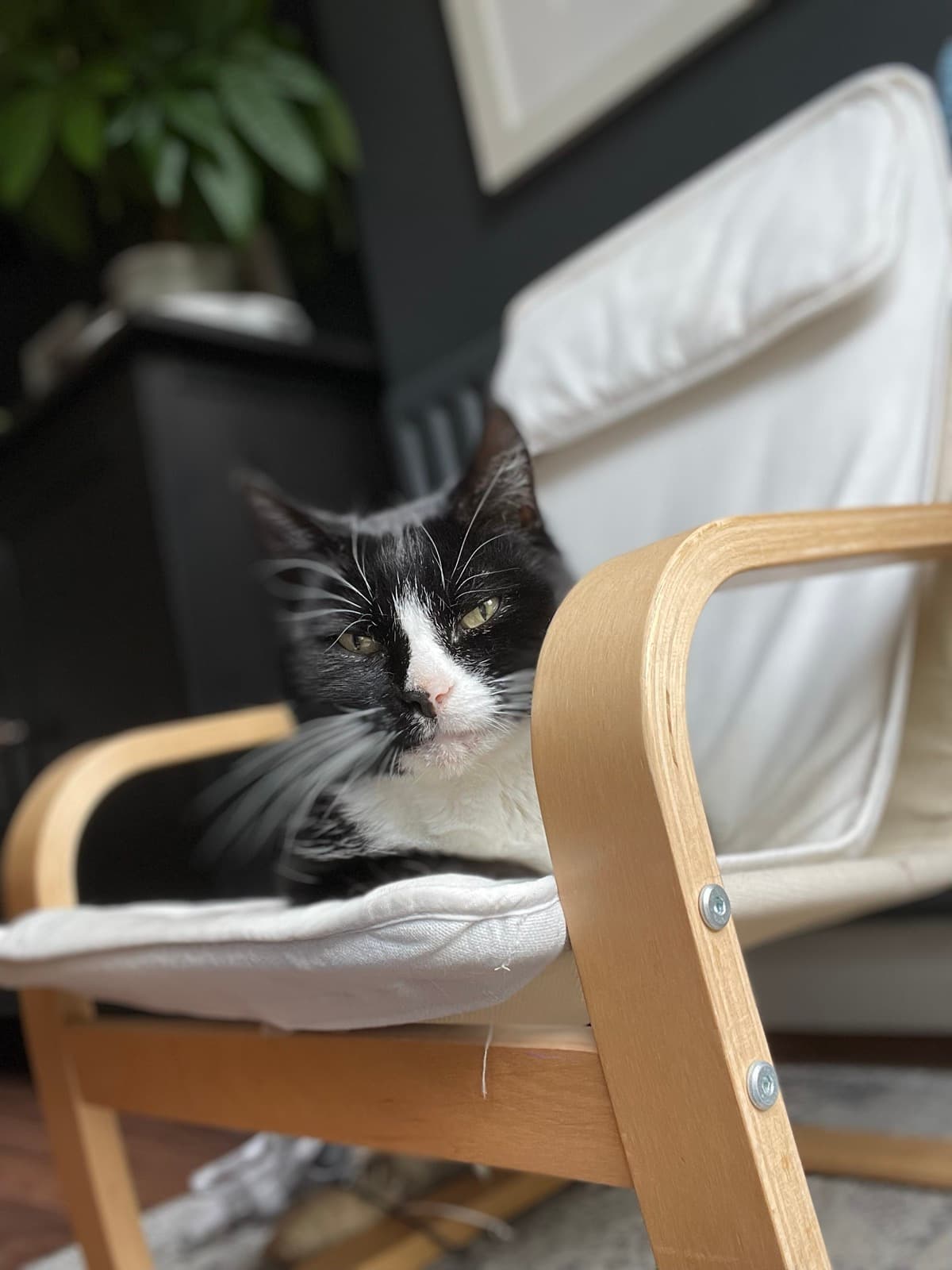 Cat memory picture
