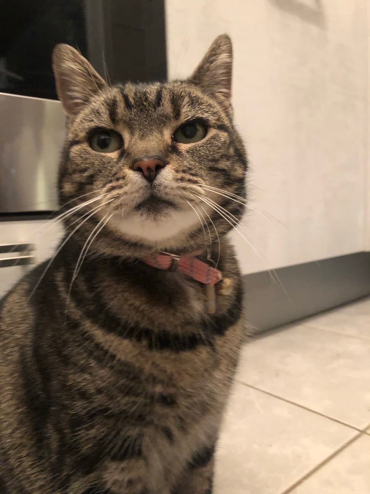 Cat memory picture