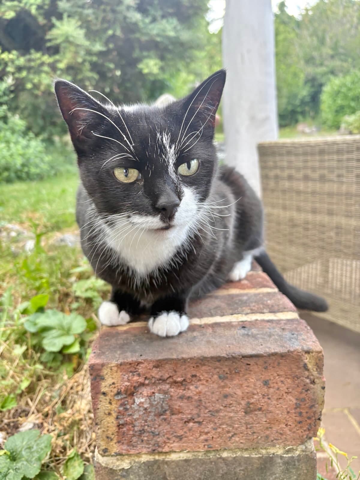 Cat memory picture