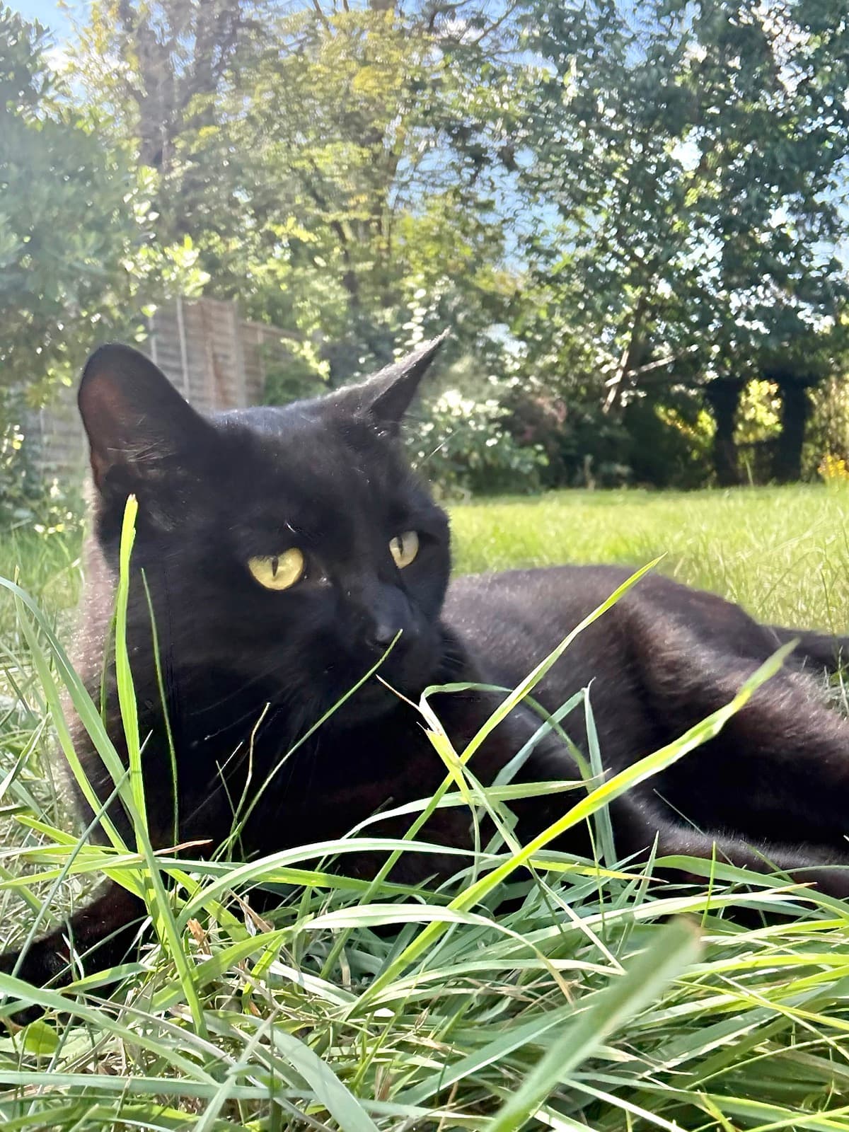 Cat memory picture